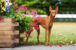 Read more about the article Cirneco dell’ Etna breeders and puppies in Hauts-de-France