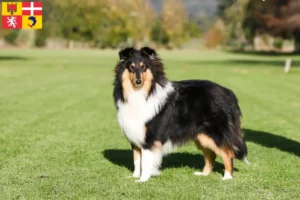 Read more about the article Collie breeders and puppies in Auvergne-Rhône-Alpes