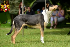 Read more about the article Collie breeders and puppies in Carinthia