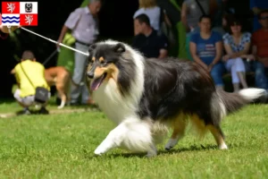 Read more about the article Collie breeders and puppies in Central Bohemia