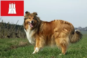 Read more about the article Collie breeders and puppies in Hamburg