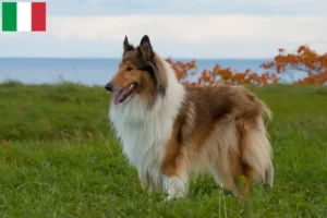 Read more about the article Collie breeders and puppies in Italy