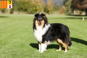 Read more about the article Collie breeders and puppies in Provence-Alpes-Côte d’Azur