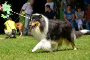 Read more about the article Collie breeders and puppies in Sjælland