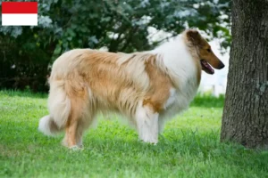 Read more about the article Collie breeders and puppies in Vienna