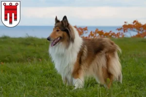 Read more about the article Collie breeders and puppies in Vorarlberg