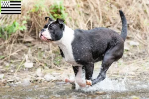 Read more about the article Continental Bulldog breeders and puppies in Brittany