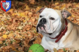 Read more about the article Continental Bulldog breeders and puppies in Pays de la Loire