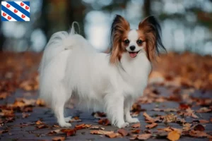 Read more about the article Continental Dwarf Spaniel breeder and puppies in Friesland