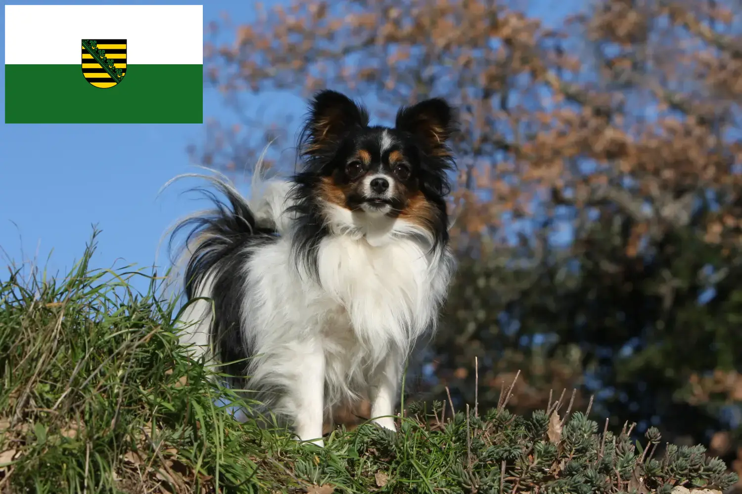 Read more about the article Continental Dwarf Spaniel breeders and puppies in Saxony