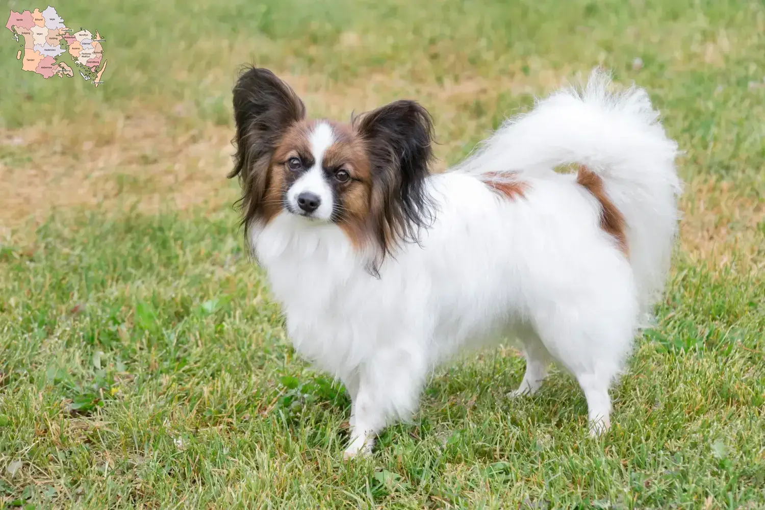 Read more about the article Continental Dwarf Spaniel breeder and puppies in Syddanmark