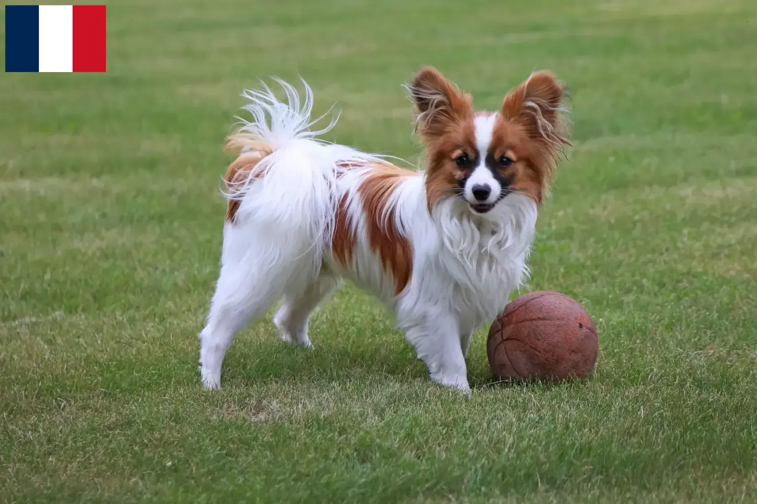 Read more about the article Continental Dwarf Spaniel breeder and puppies in Guadeloupe