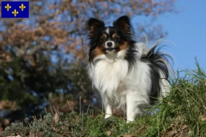 Read more about the article Continental Miniature Spaniel breeder and puppies in Île-de-France