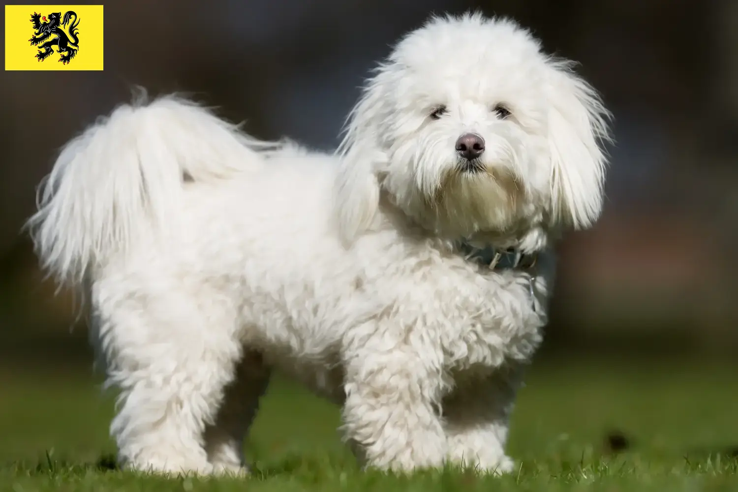 Read more about the article Coton de Tuléar breeders and puppies in Flanders