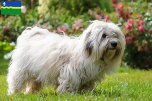 Read more about the article Coton de Tuléar breeders and puppies in Flevoland