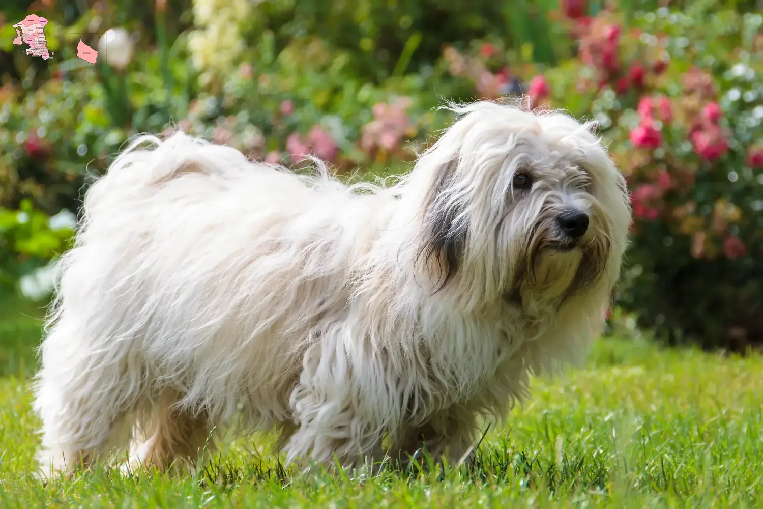 Read more about the article Coton de Tuléar breeders and puppies in Hovedstaden