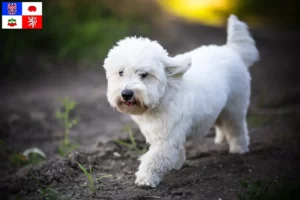 Read more about the article Coton de Tuléar breeders and puppies in Vysočina