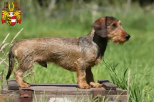 Read more about the article Dachshund breeders and puppies in Carinthia