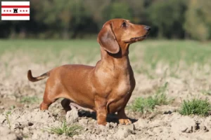 Read more about the article Dachshund breeders and puppies in Drenthe