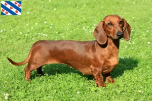 Read more about the article Dachshund breeders and puppies in Friesland