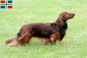 Read more about the article Dachshund breeders and puppies in Groningen