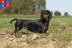 Read more about the article Dachshund breeders and puppies in Hradec Králové