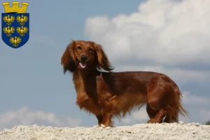 Read more about the article Dachshund breeders and puppies in Lower Austria