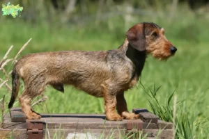 Read more about the article Dachshund breeders and puppies in Midtjylland