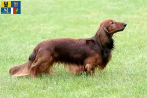 Read more about the article Dachshund breeders and puppies in Moravia-Silesia