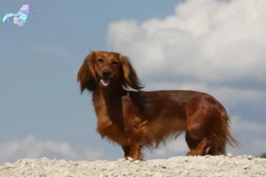 Read more about the article Dachshund breeders and puppies in Nordjylland