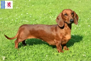 Read more about the article Dachshund breeders and puppies in Nouvelle-Aquitaine