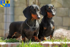 Read more about the article Dachshund breeders and puppies in Olomouc