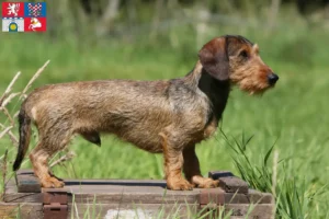 Read more about the article Dachshund breeders and puppies in Pardubice