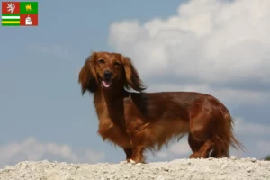 Read more about the article Dachshund breeders and puppies in Pilsen