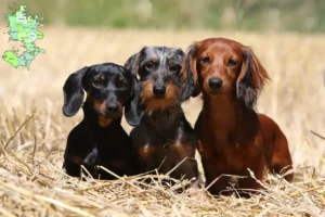 Read more about the article Dachshund breeders and puppies in Sjælland