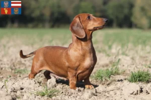 Read more about the article Dachshund breeders and puppies in South Moravia