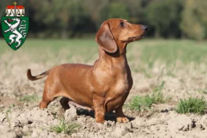 Read more about the article Dachshund breeders and puppies in Styria