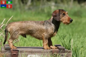 Read more about the article Dachshund breeders and puppies in Ústí