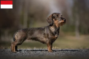 Read more about the article Dachshund breeders and puppies in Vienna