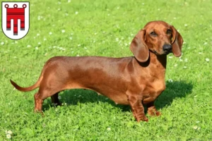 Read more about the article Dachshund breeders and puppies in Vorarlberg