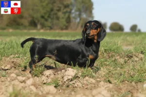 Read more about the article Dachshund breeders and puppies in Vysočina