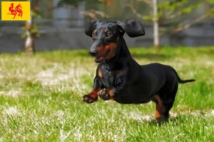 Read more about the article Dachshund breeders and puppies in Walloon Region