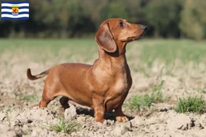 Read more about the article Dachshund breeders and puppies in Zeeland