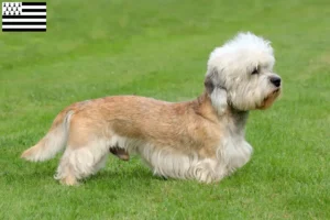 Read more about the article Dandie Dinmont Terrier breeders and puppies in Brittany