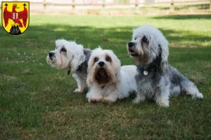 Read more about the article Dandie Dinmont Terrier breeders and puppies in Burgenland