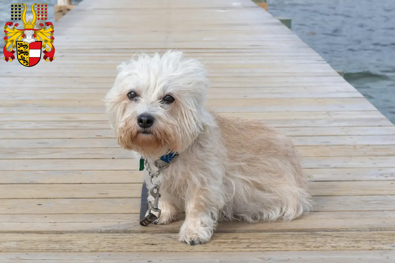 Read more about the article Dandie Dinmont Terrier breeders and puppies in Carinthia