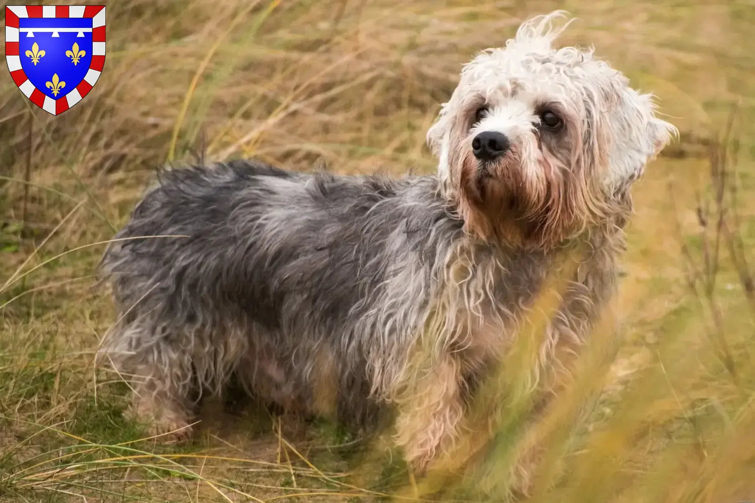 Read more about the article Dandie Dinmont Terrier breeders and puppies in Centre-Val de Loire