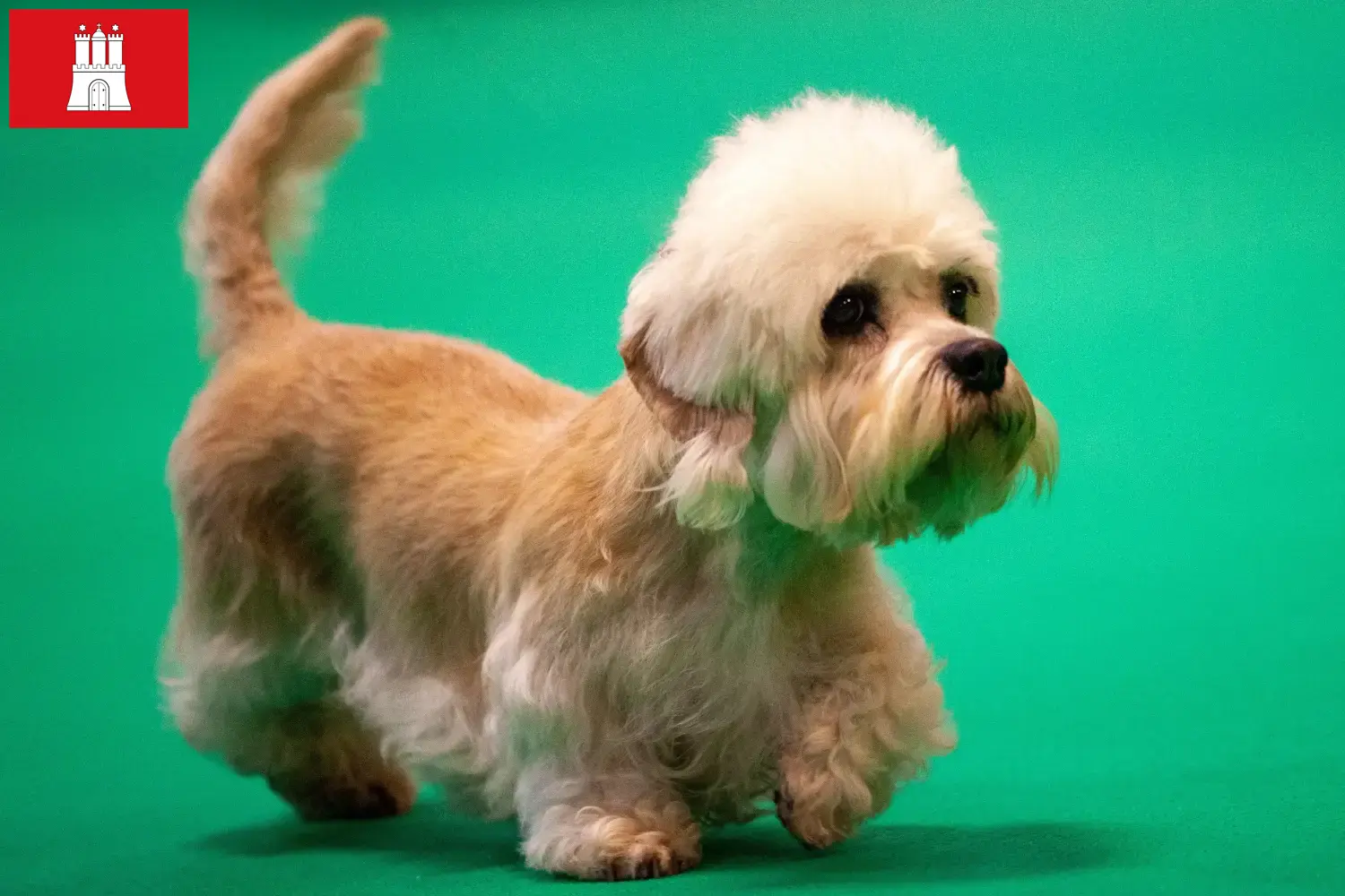 Read more about the article Dandie Dinmont Terrier breeders and puppies in Hamburg