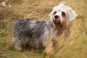 Read more about the article Dandie Dinmont Terrier breeders and puppies in Hovedstaden