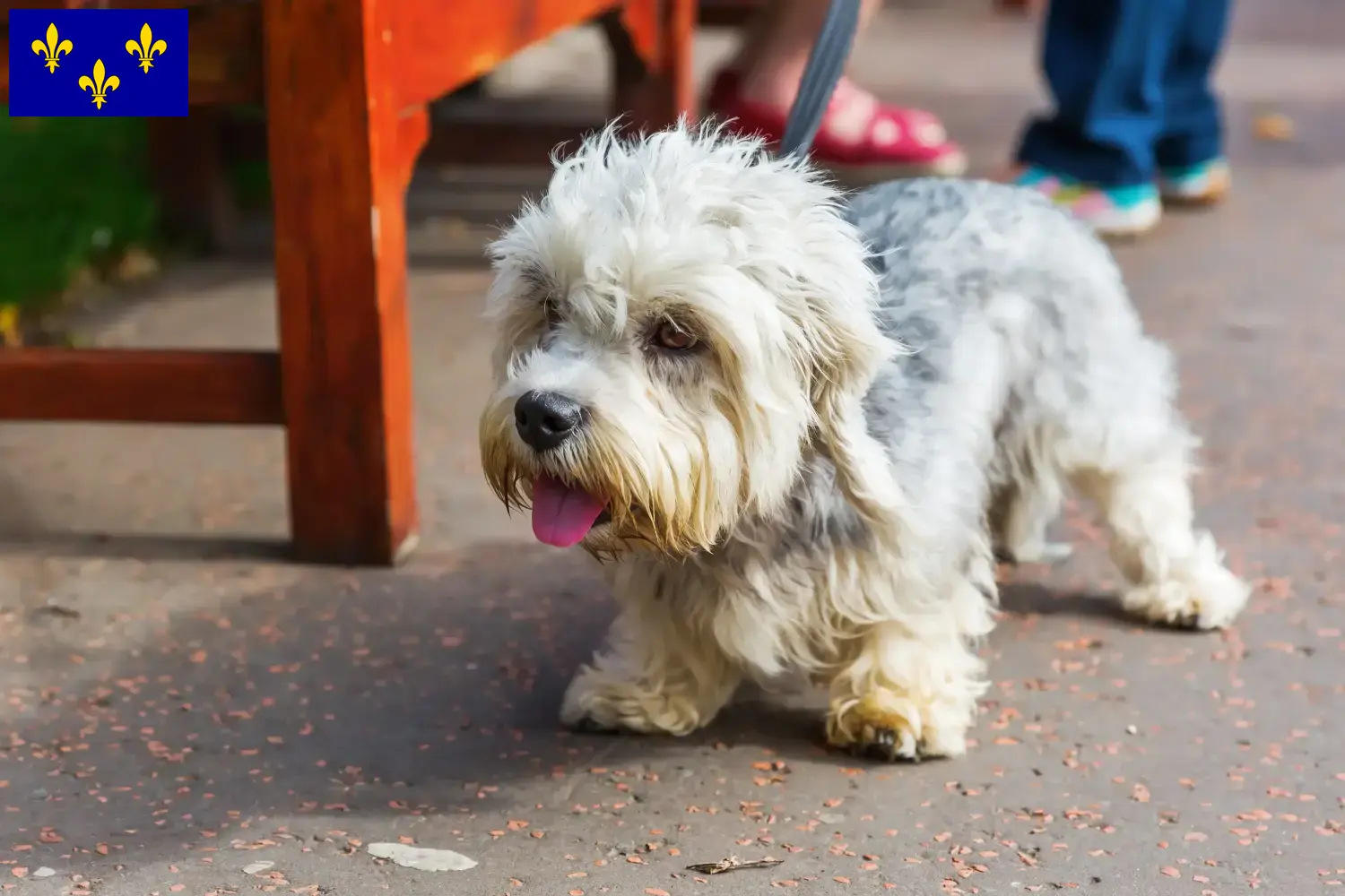 Read more about the article Dandie Dinmont Terrier breeders and puppies in Île-de-France